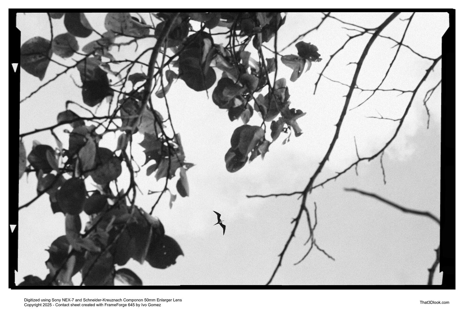 Film photograph with bold shadows