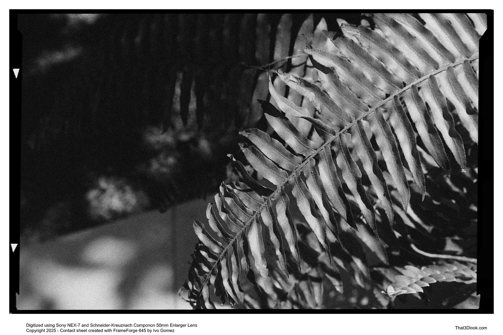Film photo capturing light and shadow