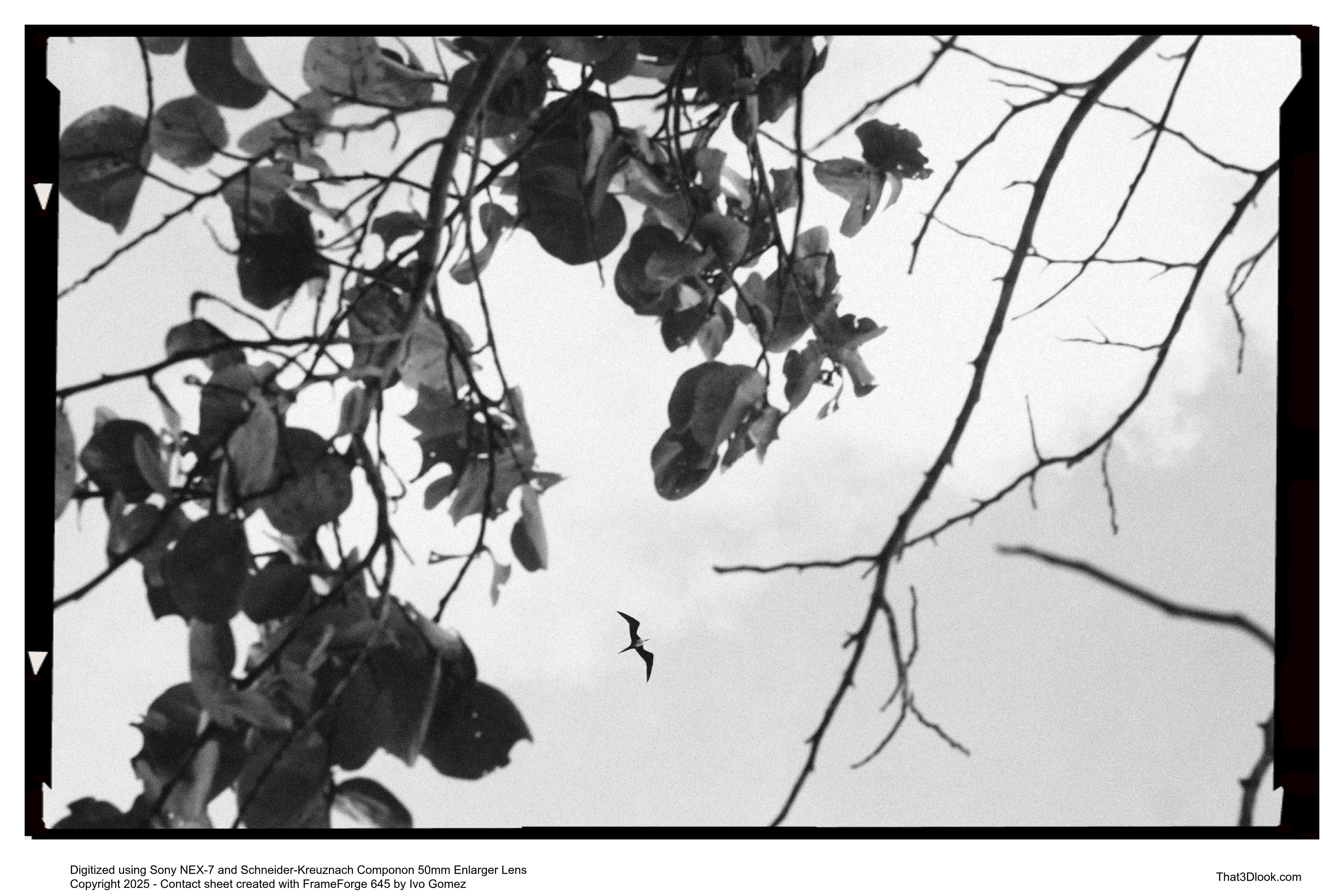 Film photograph with bold shadows