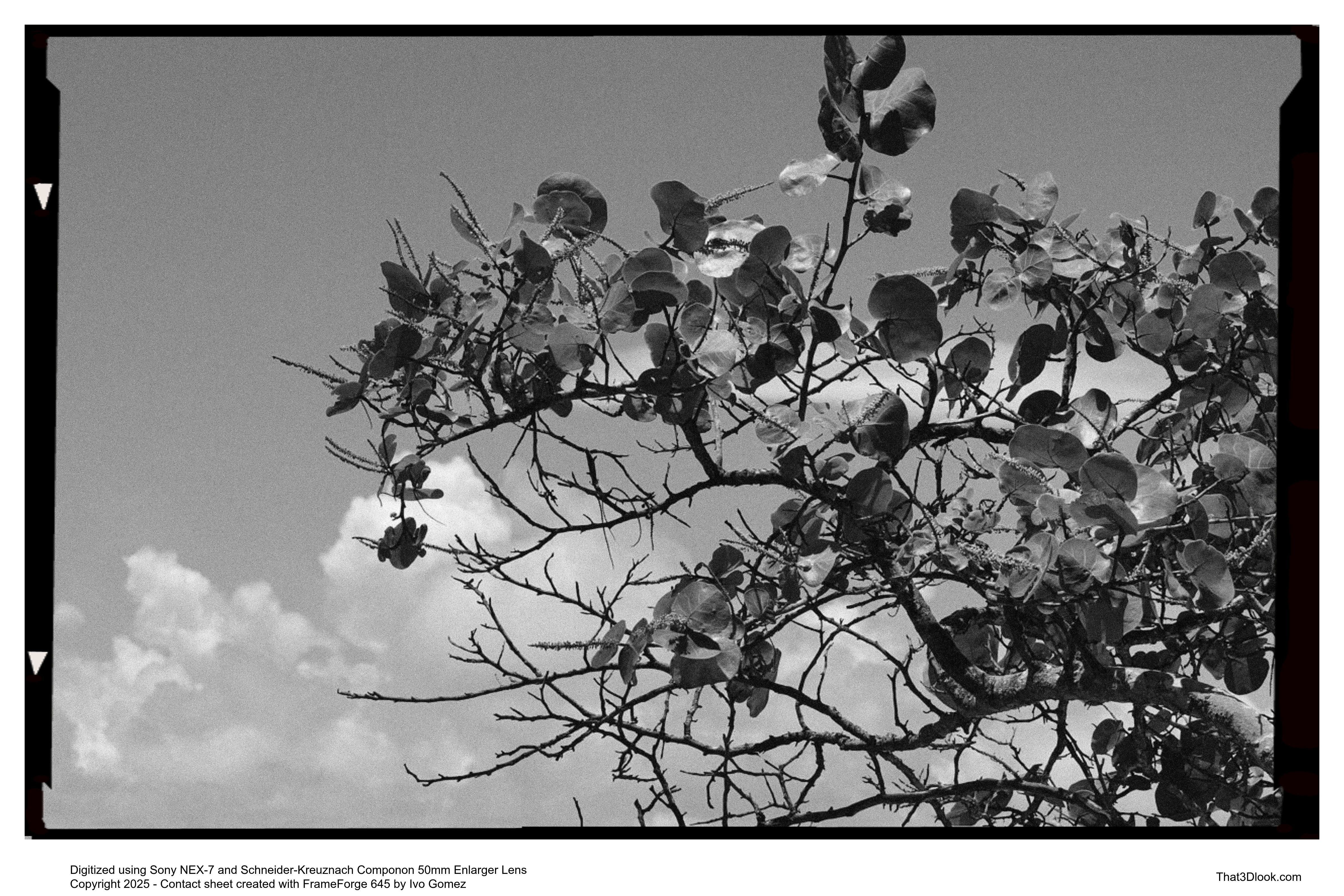 Black and white film photograph with 3D Look