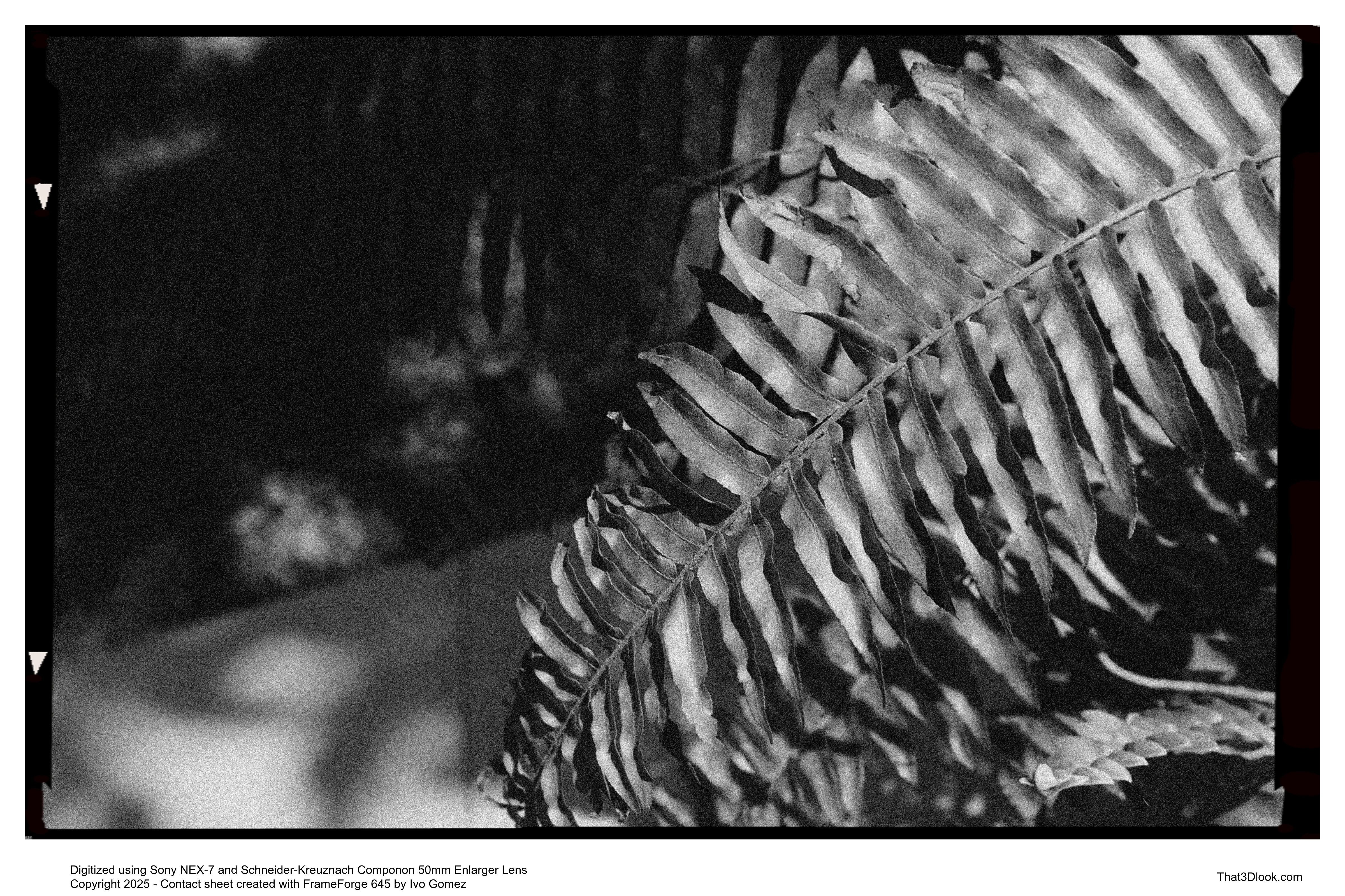 Film photo capturing light and shadow