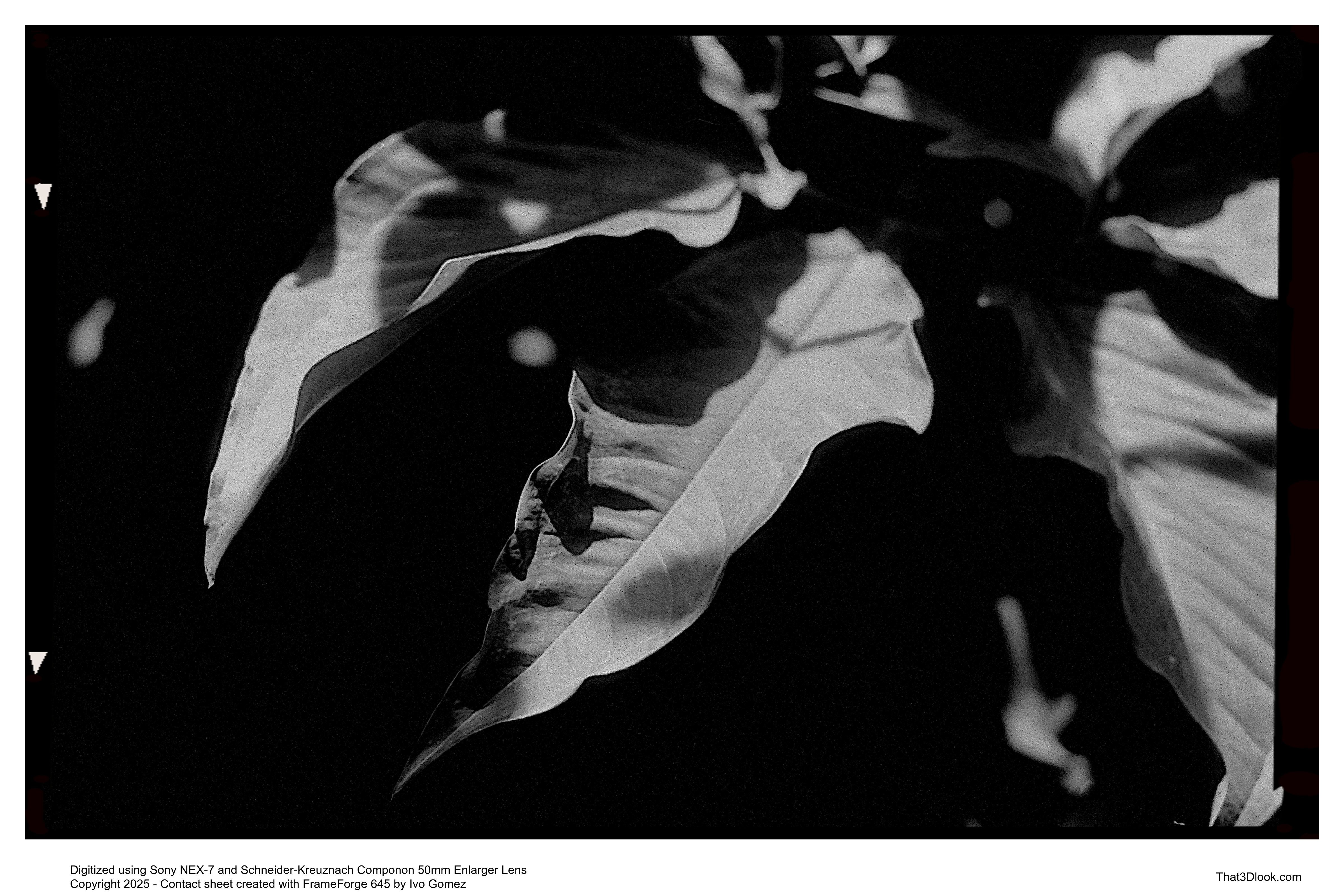 Black and white image with dimensional tension