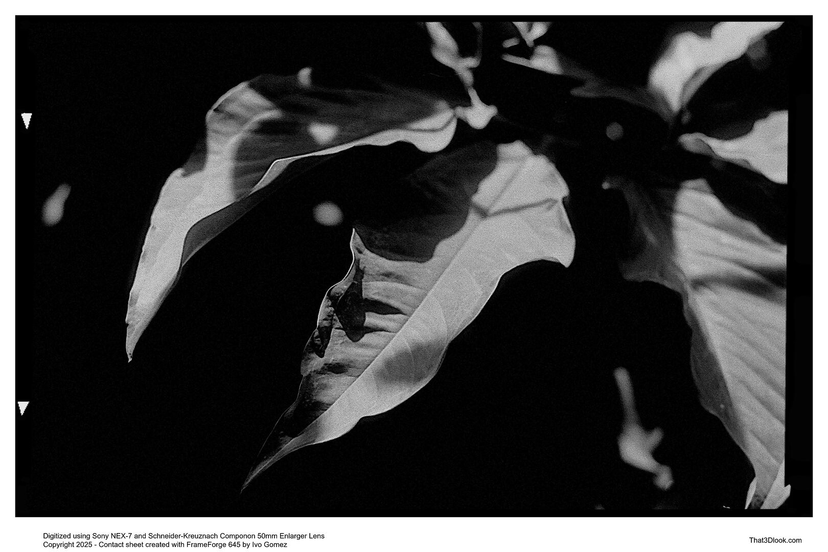Black and white image with dimensional tension
